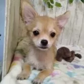 チワワ(ロング)