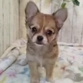 チワワ(ロング)