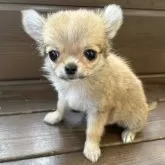 チワワ(ロング)