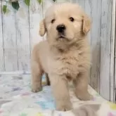ゴールデンレトリバー【三重県・男の子・2025年9月17日・ゴールド】の写真4