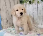 ゴールデンレトリバー【三重県・男の子・2025年9月17日・ゴールド】の写真5