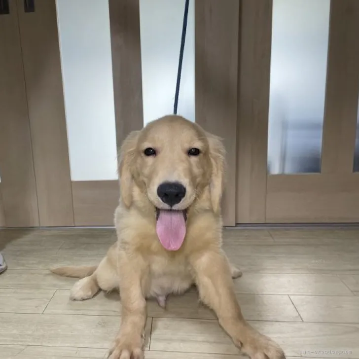 ID:2308-03840の子犬