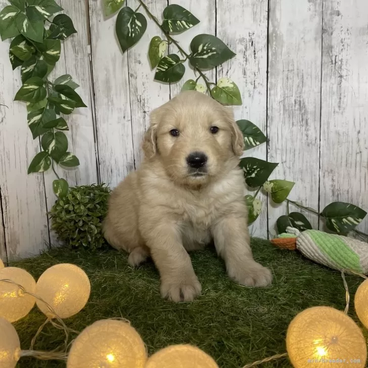 ID：2401-00369の子犬