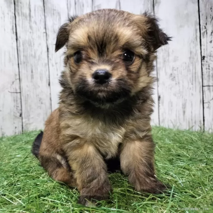 ID:2404-05921の子犬