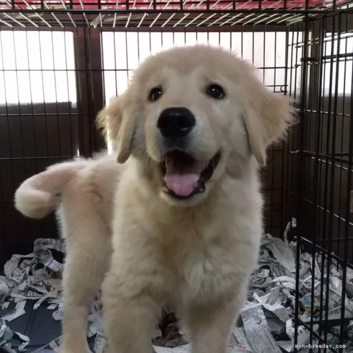 ID:2403-00106の子犬