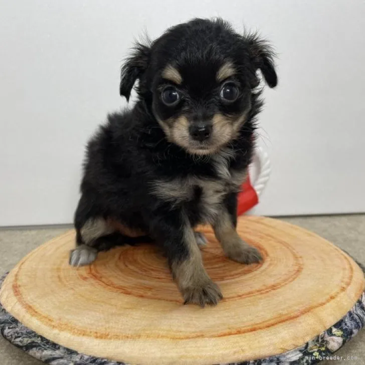 ID：2307-05897の子犬