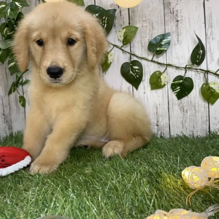 ID:2308-04062の子犬