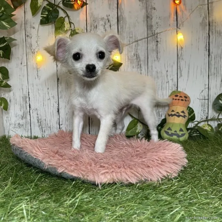 ID:2308-03544の子犬