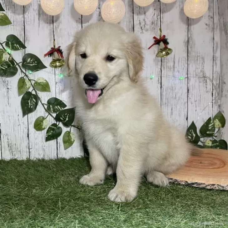 ID：2312-03909の子犬