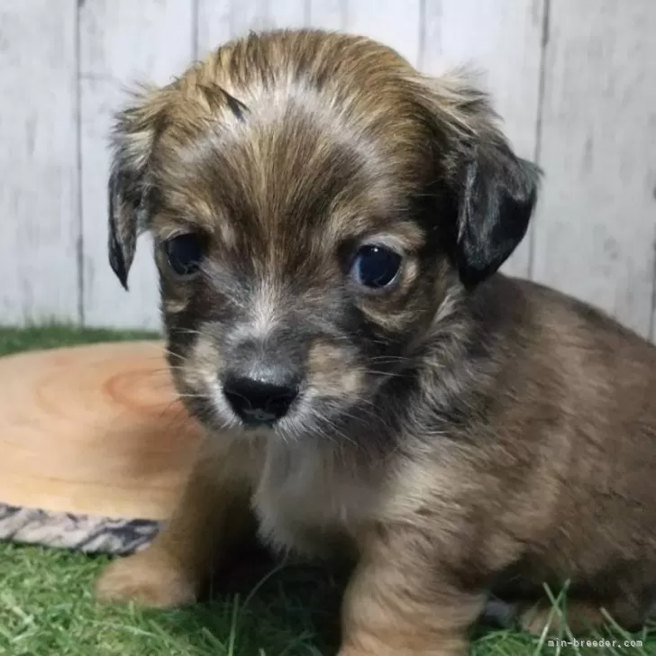 ID：2404-01698の子犬