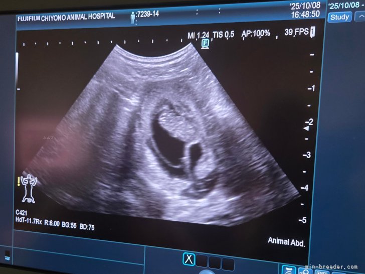 池田絵里香ブリーダーのブログ:マリモさんご懐妊(*^^*)