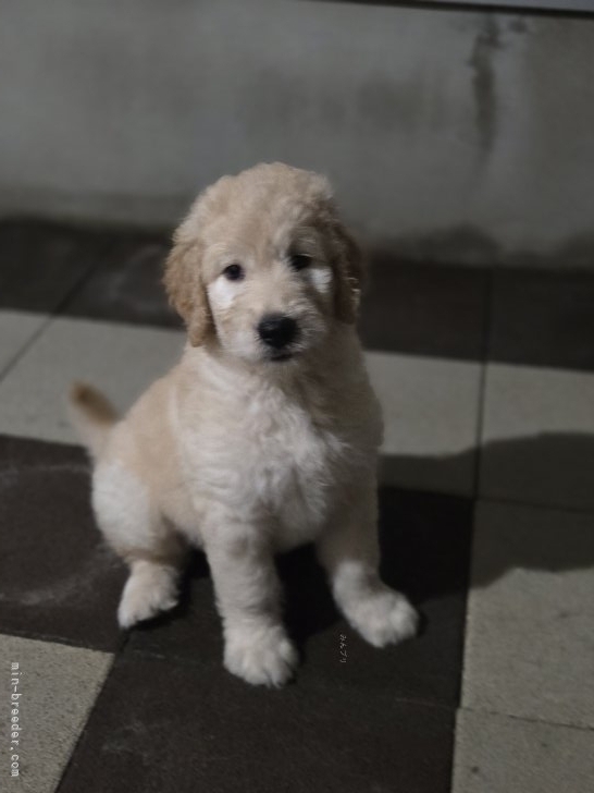 池田絵里香ブリーダーのブログ:寝る前の……🤭