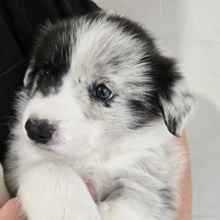 ふみ 様のお迎えした子犬