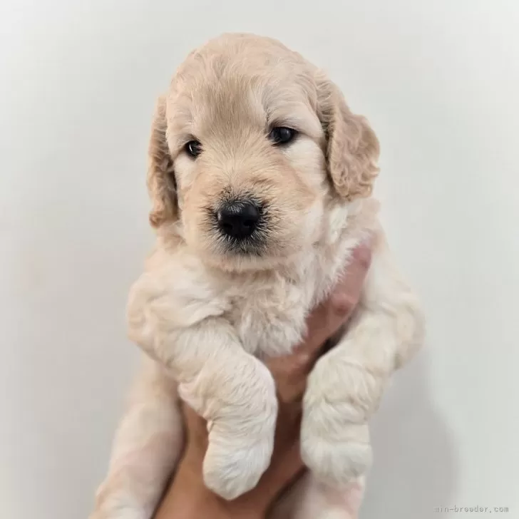 ID：2508-06154の子犬