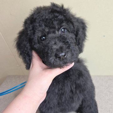 スタンダードプードル【石川県・男の子・2025年2月14日・グレーまたはブルーまたはブラック】の写真「期間限定4/24まで♪」