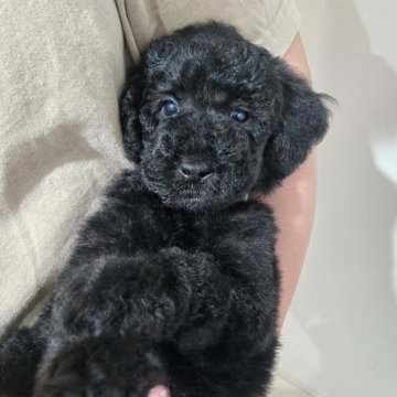 スタンダードプードル【石川県・男の子・2025年2月14日・グレーまたはブルーまたはブラック】の写真「可愛い男の子です♪」