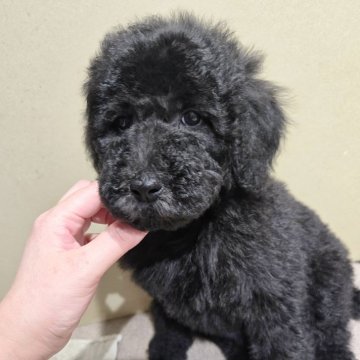 スタンダードプードル【石川県・女の子・2025年2月14日・グレーまたはブルーまたはブラック】の写真「期間限定4/30まで♪」