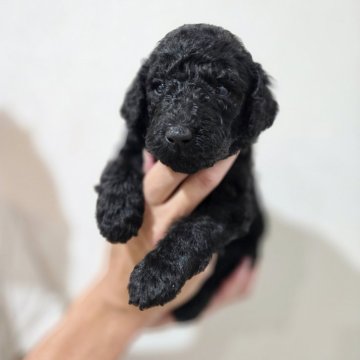 スタンダードプードル【石川県・女の子・2025年11月10日・ブラック】の写真「第1子女の子🩷」