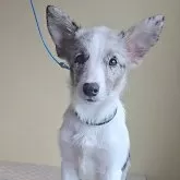 ボーダーコリー【石川県・女の子・2024年7月22日・スレートマール】の写真1