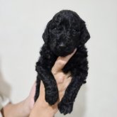 スタンダードプードル