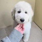 スタンダードプードル【石川県・男の子・2025年2月14日・ホワイトまたはクリーム】の写真1