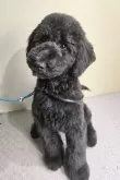 スタンダードプードル【石川県・男の子・2025年2月14日・グレーまたはブルーまたはブラック】の写真2