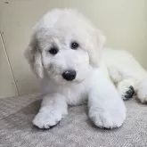 スタンダードプードル【石川県・男の子・2025年2月14日・ホワイトまたはクリーム】の写真2