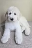 スタンダードプードル【石川県・男の子・2025年2月14日・ホワイトまたはクリーム】の写真3