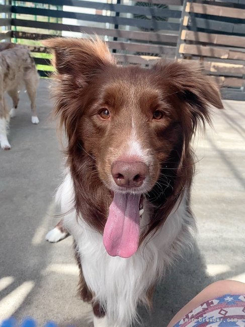 ボーダーコリー【・男の子・2017年12月26日・チョコホワイト】