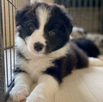 ボーダーコリー【石川県・女の子・2023年3月30日・ブラックホワイト】の写真「カメラで撮られるのが大好きなモデルっ子さん♪」