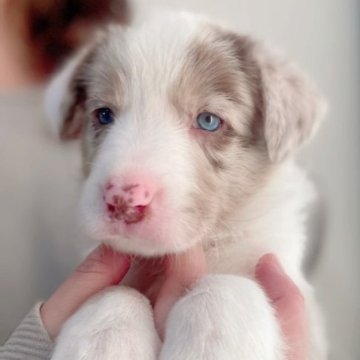 ボーダーコリー【石川県・男の子・2023年3月30日・チョコマール】の写真「今回唯一のチョコマールくん☆」