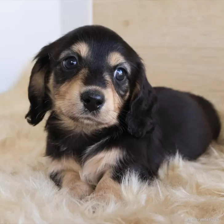 ID：2503-07111の子犬