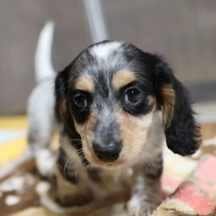ID：2505-07683の子犬