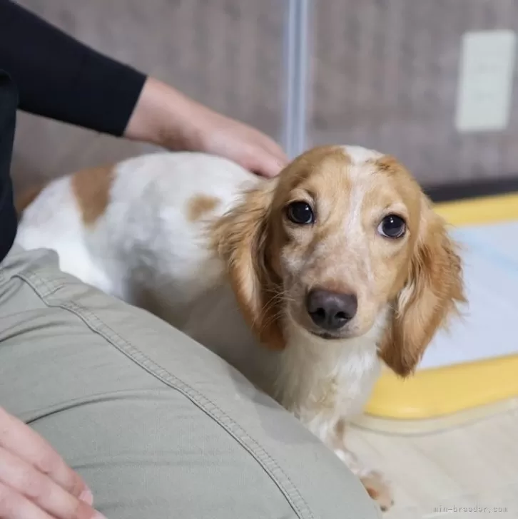 ID：2410-03083の子犬