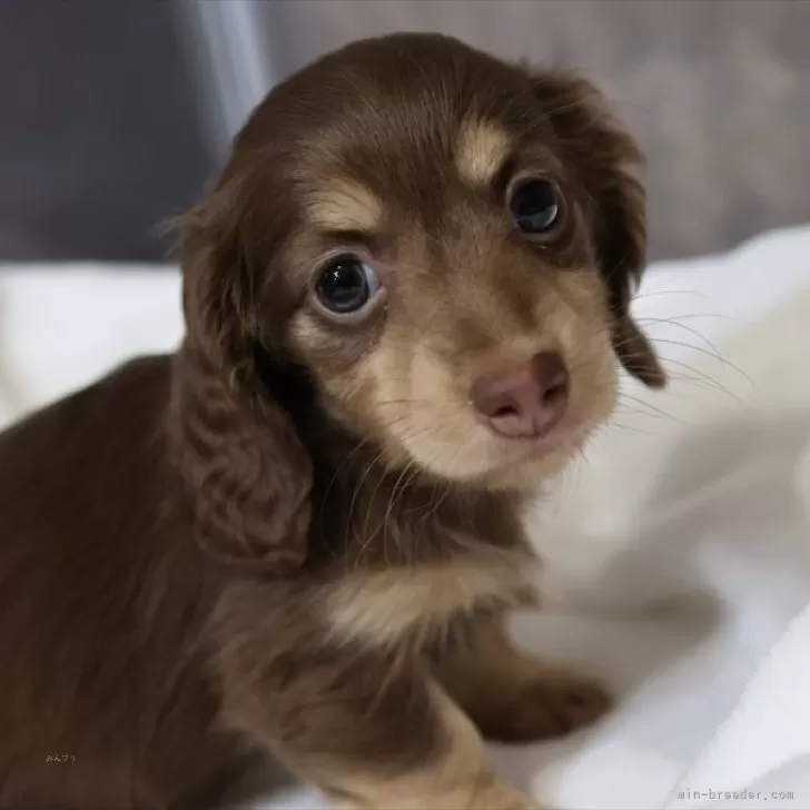 ID：2501-06012の子犬