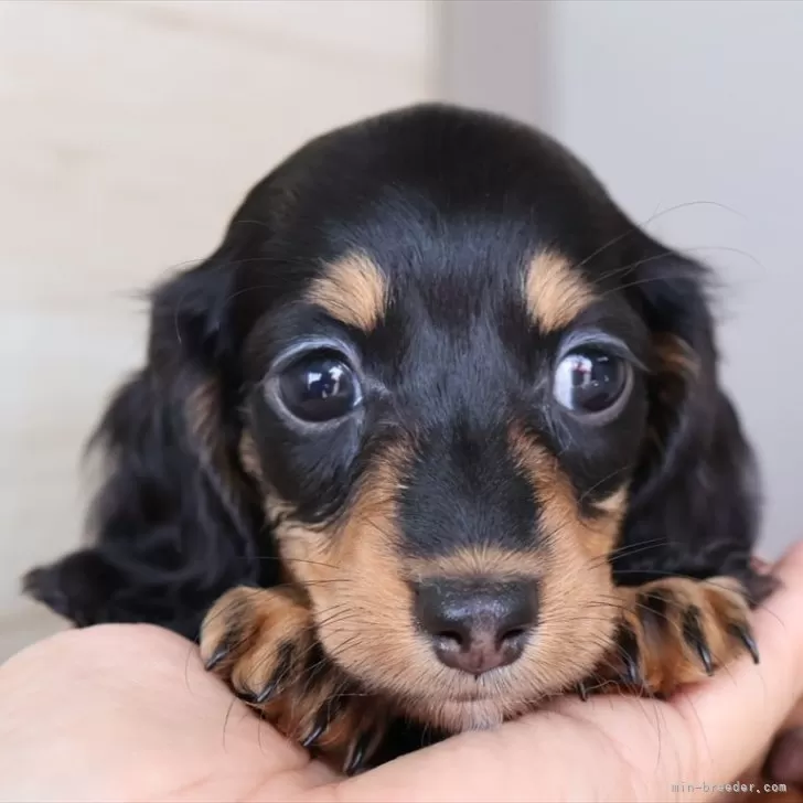 ID：2505-04017の子犬