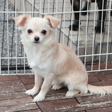 チワワ(ロング)【愛知県・女の子・2024年6月26日・クリームホワイト】の写真「上品できれいなマズル長めタイプのチワワさん」