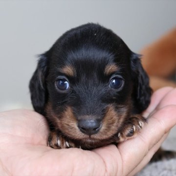 ミニチュアダックスフンド(ロング)【愛知県・男の子・2025年11月13日・ブラックタン】の写真「ブラック系の男の子（琥珀母）」