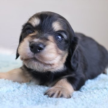 ミニチュアダックスフンド(ロング)【愛知県・男の子・2026年2月10日・ブラックイエロー】の写真「成長が楽しみなダックスちゃん♪3/13より見学受付」