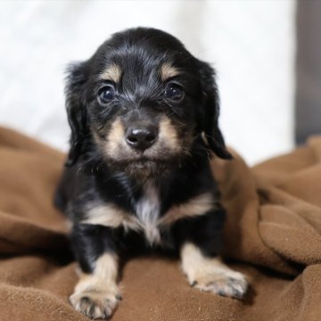 ミニチュアダックスフンド(ロング)【愛知県・男の子・2025年10月30日・ブラックイエロー】の写真「年末年始を一緒に過ごせる子（オス２）」