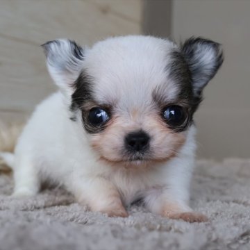 チワワ(ロング)【愛知県・男の子・2025年11月4日・ホワイトフォーン】の写真「白茶のチワワ君★体ほぼ真っ白タイプです」