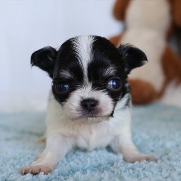 チワワ(ロング)【愛知県・女の子・2025年11月4日・ブラックタンホワイト(トライパーティー)】の写真「トライパーティー柄のチワワちゃん♪」