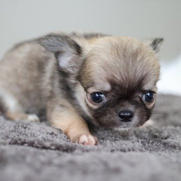 チワワ(ロング)【愛知県・男の子・2025年11月4日・フォーンホワイト】の写真「成長とともにクリーム系の毛色に変わります」