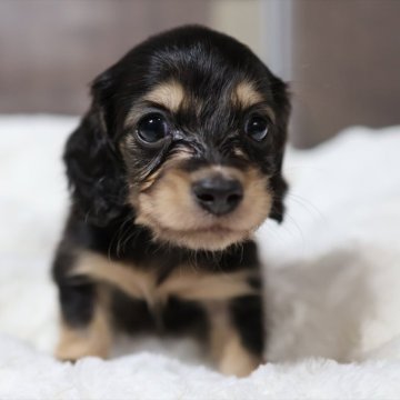 ミニチュアダックスフンド(ロング)【愛知県・女の子・2025年10月30日・ブラックイエロー】の写真「年末年始を一緒に過ごせる子（メス2）」