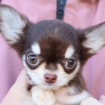 チワワ(ロング)【愛知県・女の子・2024年9月20日・チョコタン】の写真「マズル短め、どのポーズもカワイイチョコちゃん♪」