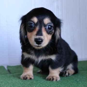 ミニチュアダックスフンド(ロング)【愛知県・女の子・2025年9月12日・ブラックイエロー】の写真「小ぶりちゃんかな、父はカニンヘン（パール母）」