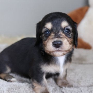 ミニチュアダックスフンド(ロング)【愛知県・男の子・2025年11月12日・ブラックイエロー】の写真「ブラック系の男の子（ペコ母）」