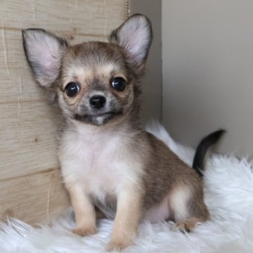 チワワ(ロング)【愛知県・女の子・2025年5月2日・フォーン】の写真「成長すると毛色が薄いクリーム系に変わります」