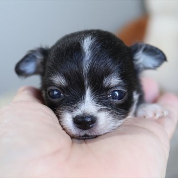 チワワ(ロング)【愛知県・女の子・2025年11月19日・ブラックタンホワイト】の写真「1月から見学募集開始の子犬」