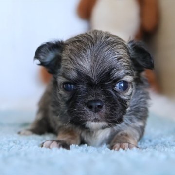 チワワ(ロング)【愛知県・男の子・2025年11月4日・フォーンホワイト】の写真「成長とともにクリーム系の毛色に変わります」